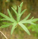 kakost holubičí <i>(Geranium columbinum)</i>