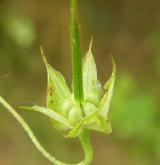 kakost holubičí <i>(Geranium columbinum)</i> / Plod