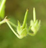 kakost maličký <i>(Geranium pusillum)</i> / Plod