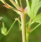 kakost maličký <i>(Geranium pusillum)</i>
