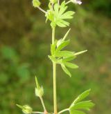 kakost maličký <i>(Geranium pusillum)</i> / Habitus