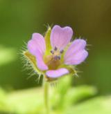 kakost maličký <i>(Geranium pusillum)</i> / Květ/Květenství