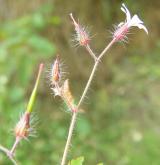 kakost smrdutý <i>(Geranium robertianum)</i>