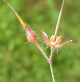 kakost smrdutý <i>(Geranium robertianum)</i> / Plod