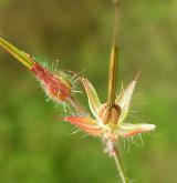 kakost smrdutý <i>(Geranium robertianum)</i> / Plod