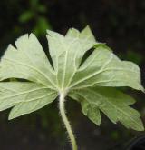 kakost sibiřský <i>(Geranium sibiricum)</i> / List