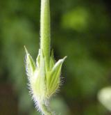 kakost sibiřský <i>(Geranium sibiricum)</i> / Plod