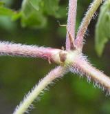 kakost sibiřský <i>(Geranium sibiricum)</i> / Stonek