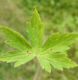 kakost sibiřský <i>(Geranium sibiricum)</i> / List
