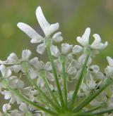 bolševník obecný <i>(Heracleum sphondylium)</i> / Květ/Květenství