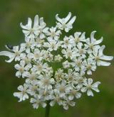 bolševník obecný <i>(Heracleum sphondylium)</i> / Květ/Květenství