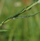 řebříček chlumní <i>(Achillea collina)</i> / List