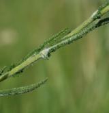 řebříček chlumní <i>(Achillea collina)</i> / List