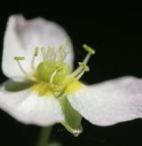 žabník jitrocelový <i>(Alisma plantago-aquatica)</i> / Květ/Květenství