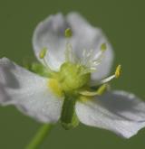 žabník jitrocelový <i>(Alisma plantago-aquatica)</i> / Květ/Květenství