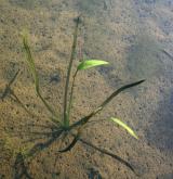 žabník jitrocelový <i>(Alisma plantago-aquatica)</i> / Habitus