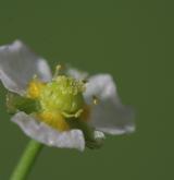 žabník trávolistý <i>(Alisma gramineum)</i> / Květ/Květenství
