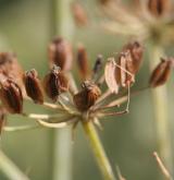 děhel bahenní <i>(Angelica palustris)</i> / Plod