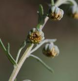pelyněk pontický <i>(Artemisia pontica)</i> / Květ/Květenství