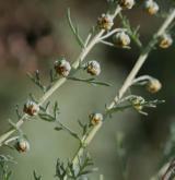 pelyněk pontický <i>(Artemisia pontica)</i> / Habitus