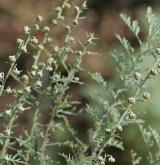 pelyněk pontický <i>(Artemisia pontica)</i> / Habitus