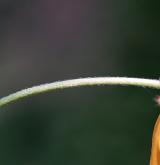 pryskyřník kosmatý <i>(Ranunculus lanuginosus)</i> / Květ/Květenství