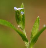 pomněnka řídkokvětá <i>(Myosotis sparsiflora)</i> / Květ/Květenství