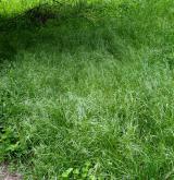 Ruderální vegetace ozimých terofytních trav <i>(Sisymbrion officinalis)</i>