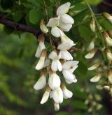 trnovník akát <i>(Robinia pseudoacacia)</i> / Květ/Květenství