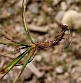 ostřice vřesovištní <i>(Carex ericetorum)</i> / Zásobní orgán/orgán klonálního růstu