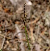 ostřice vřesovištní <i>(Carex ericetorum)</i> / Květ/Květenství