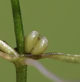 hvězdoš háčkatý <i>(Callitriche hamulata)</i> / Plod