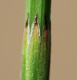 přeslička bahenní <i>(Equisetum palustre)</i> / Ostatní