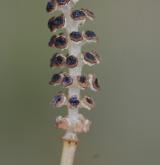 přeslička bahenní <i>(Equisetum palustre)</i> / Květ/Květenství
