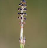 přeslička bahenní <i>(Equisetum palustre)</i> / Květ/Květenství