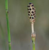 přeslička bahenní <i>(Equisetum palustre)</i> / Květ/Květenství