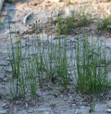přeslička větevnatá <i>(Equisetum ramosissimum)</i> / Habitus