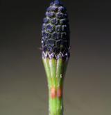 přeslička větevnatá <i>(Equisetum ramosissimum)</i> / Květ/Květenství