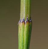 přeslička větevnatá <i>(Equisetum ramosissimum)</i> / Ostatní