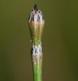 přeslička různobarvá <i>(Equisetum variegatum)</i> / Ostatní