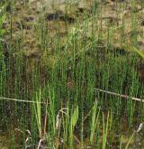 přeslička různobarvá <i>(Equisetum variegatum)</i> / Porost