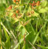 pryšec mnohobarvý <i>(Euphorbia epithymoides)</i> / Květ/Květenství