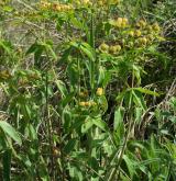 pryšec mnohobarvý <i>(Euphorbia epithymoides)</i> / Habitus