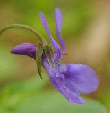 violka lesní <i>(Viola reichenbachiana)</i> / Květ/Květenství