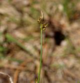 ostřice kulkonosná <i>(Carex pilulifera)</i> / Květ/Květenství