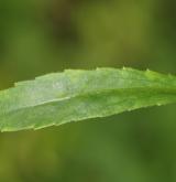 kopretina panonská <i>(Leucanthemum margaritae)</i> / List