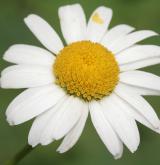 kopretina panonská <i>(Leucanthemum margaritae)</i> / Květ/Květenství