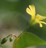 šťavel evropský <i>(Oxalis fontana)</i> / Květ/Květenství