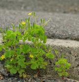 šťavel evropský <i>(Oxalis fontana)</i> / Habitus