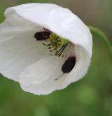 mák bělokvětý <i>(Papaver maculosum)</i> / Květ/Květenství